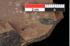 Foto (Detailansicht) von Pinus sp. (NHMW-GEO-2024-0188-0195)